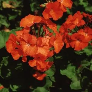 thumbnail for publication: Pelargonium x hortorum 'Orange Appeal' 'Orange Appeal' Geranium
